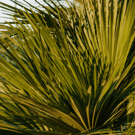 Saw Palmetto